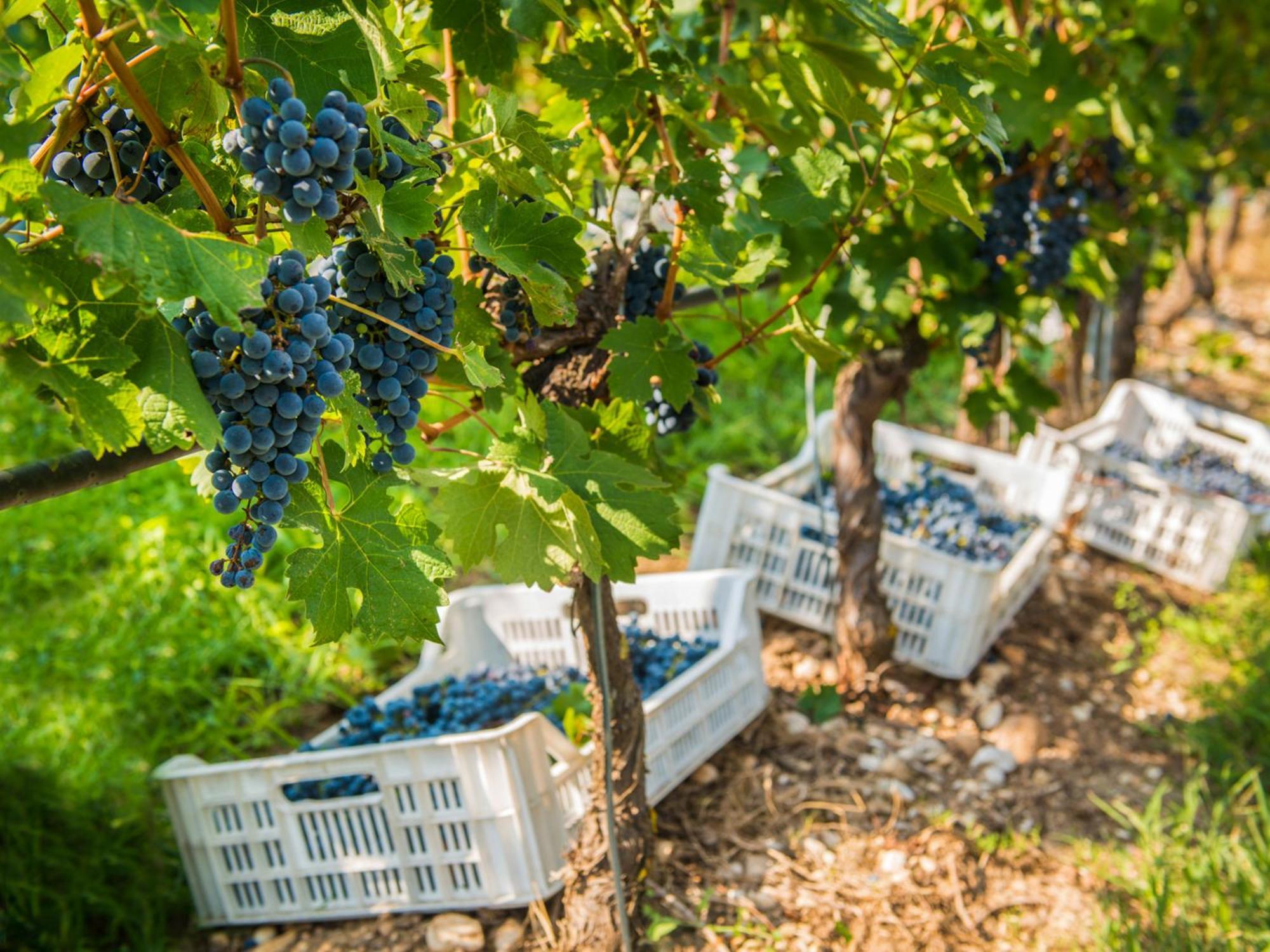 Tenuta La Presa
